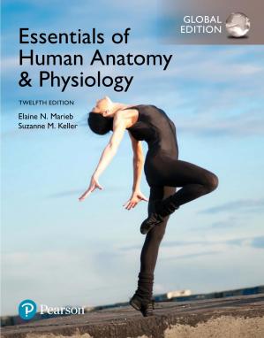 Essentials Of Human Anatomy & Physiology (12th Global Edition)